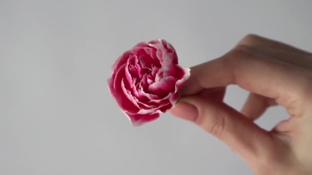 Macro Photo One Pink Carnation Flower Womans Hand — Vídeo de Stock