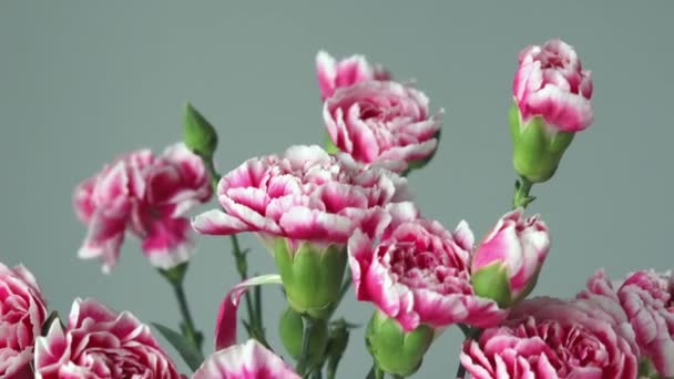 Bouquet Pink Bush Carnations Green Background Close — Vídeo de Stock