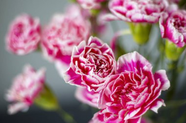 Pembe arka planda pembe bir buket karanfil..