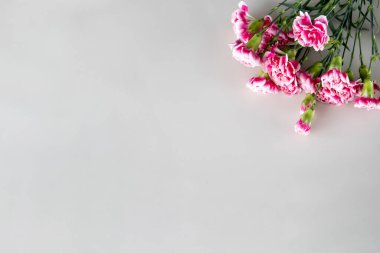 Beige background with pink carnation flowers in the right corner, space for your text.