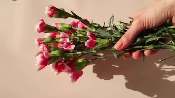 Bouquet Pink Carnations Womans Hand White Background Sun — Vídeos de Stock