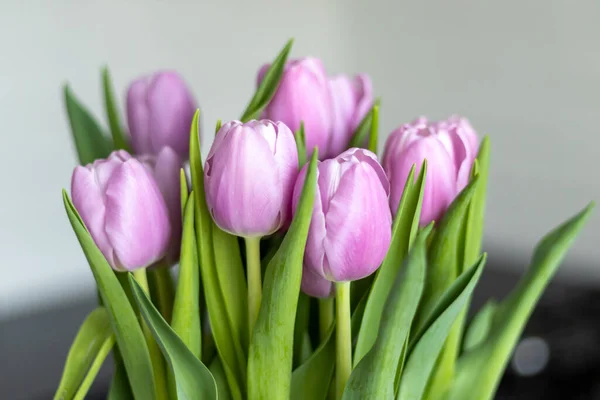 Egy Csokor Lila Tulipán Közelkép Fekete Fehér Háttér — Stock Fotó