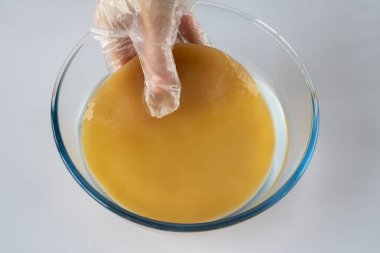 Sağlıklı bir kombu çayı yapmak için taze çay mantarı şeffaf bir tabakta ellerinde beyaz bir eldiven ile.