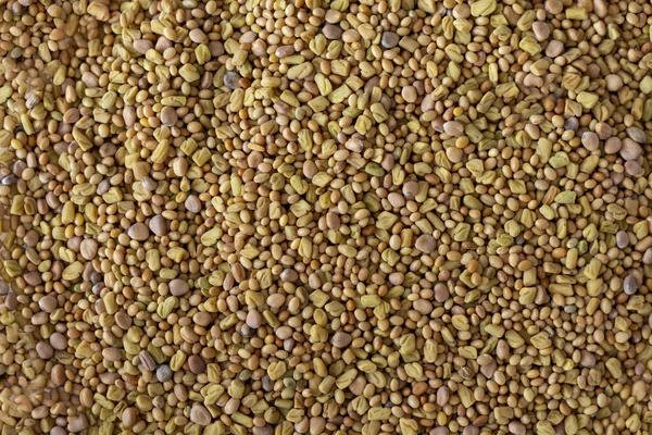 Yellow seeds for germinating microgreens or sprouts.