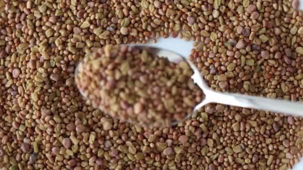 Seeds Spoon Germinate Microgreens Sprouts — Stock Video