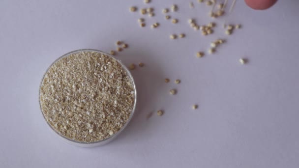 Farine Quinoa Sans Gluten Sur Fond Blanc Côté Des Grains — Video