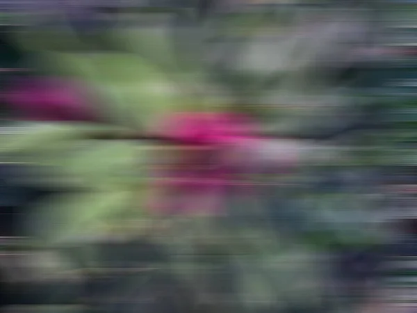 Beautiful Defocused Dark Green Background Pink Accent Center — Stock Photo, Image