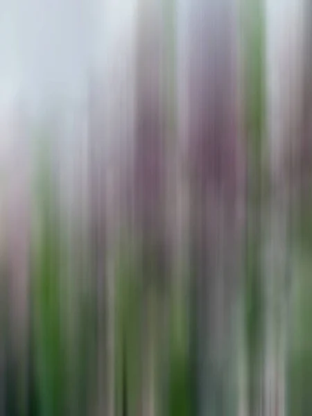 Gyönyörű Homályos Háttér Mozgásban Levendula Virágok Mezeje — Stock Fotó