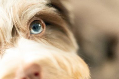 Parlak mavi gözlü Yorkie yavrusu, yaklaş..