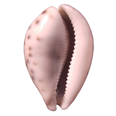 Çapraz kaplan açıklığı, şeffaf arka planda izole edilmiş..