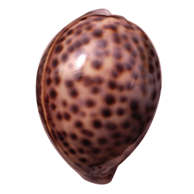 Şeffaf arka planda izole edilmiş güzel benekli bir kabuk. Yukarıdan aşağıya görünüm.