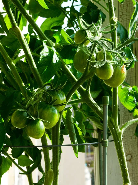 Tomaten Groeien Een Emmer Het Balkon Groen Fruit Takken Oogst — Stockfoto