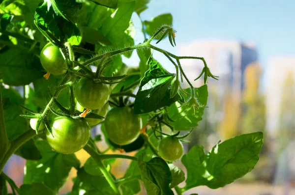 Tomatoes growing in a bucket on the balcony. Green fruits on the branches. Harvest of domestic tomatoes.