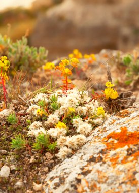 Blooming spring moss on the stones. Close-up and soft focus of green, flowering moss, stones with outlined sunlight against a blurry neutral background.
