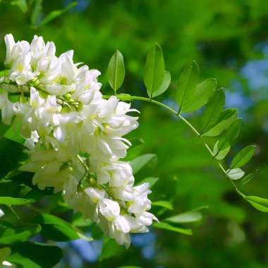 Yeşil bir ağacın arka planında beyaz bir akasya. Bahar çiçekleri. Yüksek kalite fotoğraf