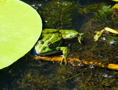 Dinyeper nehrinde yeşil bir yaprak üzerindeki kurbağa. Kherson bölgesi Ukrayna.