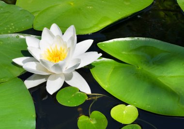 Nehirde beyaz nilüferler ve Ukrayna 'nın Dinyeper Nehri' nde yeşil bir zemin üzerinde göl..
