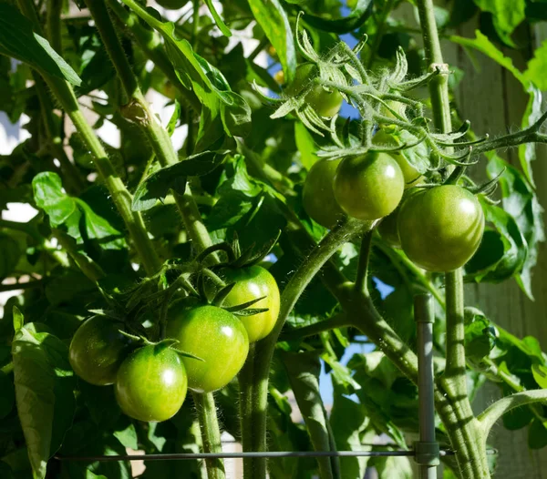 Tomatoes growing in a bucket on the balcony. Green fruits on the branches. Harvest of domestic tomatoes.
