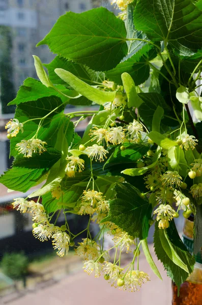 Blooming linden against the backdrop of urban development. Bright sunny day.