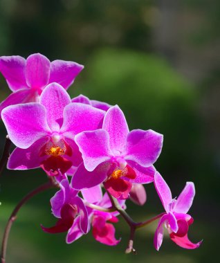 Mor bir saksıda küçük bir falaenopsis orkidesi çiçeği. Yakın plan..