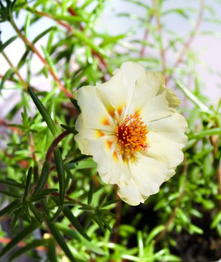 Beyaz arka planda çiçek açan purslane. Sulu aileden büyük sarı purslane çiçeği..