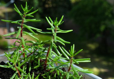 Balkondaki Purslane 'in genç lahanaları, Noel ağacı iğnelerine benzeyen yaprakları olan bir bitkinin kökleri Portekiz safrası, ailede her yıl yapılan, sulu ve sulu bir bitkidir..