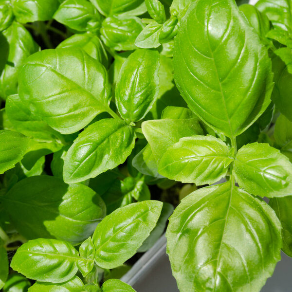 Lemon basil. Young sprouts of green basil. Fresh herbs for cooking.