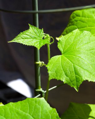 Genç filizler, balkondaki ilk salatalık yaprakları. Salatalık tohumları..