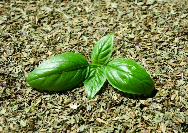 Basilic Séché Violet Vert Comme Fond Brin Basilic Vert Assaisonnement — Photo