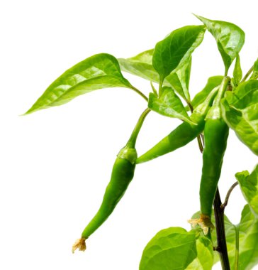 Beyaza izole edilmiş yeşil biberin yakın çekimi. Acı biber acı bir baharattır.