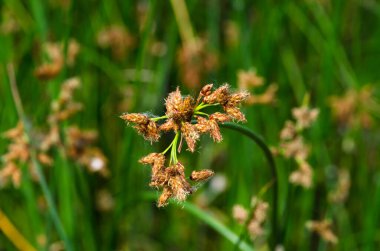 Nehir kıyısında çiçek açan göl sazlığı (Scirpus lacustris). Sedge ailesinin Schenoplektus (Schoenoplectus) yakın çekimi, makro.