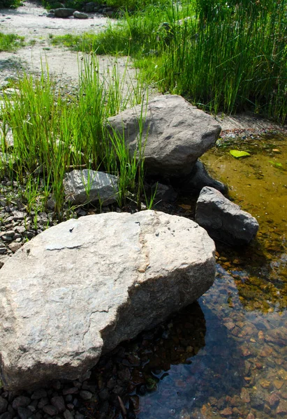 Beautiful Bank Dnieper River Transparent Water Stones Green Reeds Lake — Stock Photo, Image