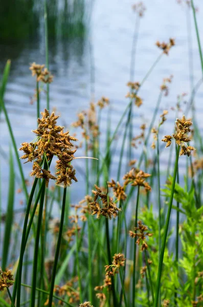 stock image Flowering lake reed, Scirpus lacustris, on the river bank. Schenoplektus, Schoenoplectus, of the sedge family close-up, macro.