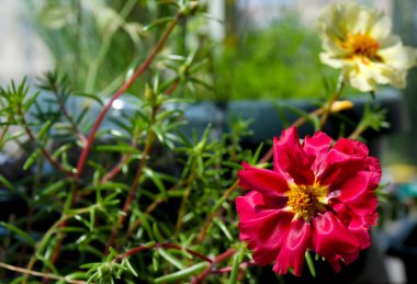 Beyaz arka planda çiçek açan purslane. Kırmızı büyük çiçek Purslane, sulu bir ailede.