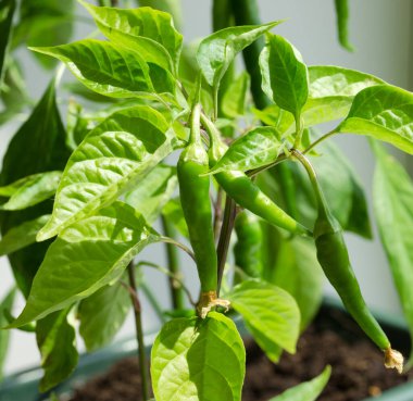 Balkonda kırmızı biber var. Ev yapımı yeşil biber. Baharatlı baharat..