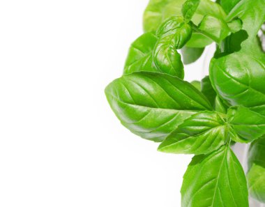 Beyaz arka planda yeşil fesleğen filizi. Mutfak tarifleri için aromatik baharat.