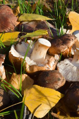 Çimenler ve sarı yapraklar üzerinde tricholoma populinum. Çayırda büyük ve taze mantarlar.