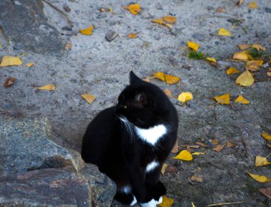 Bir kara kedi nehir kıyısında oturur ve balığın beslenmesini bekler. Düşen sarı yaprakların arka planında.