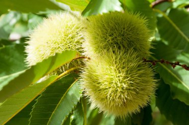 Japon kestanesi. Düz. Castanea crenata. Meyveler bol miktarda nişasta, C vitamini, potasyum ve diyet lifleri içerir..
