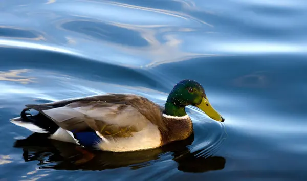 Beautiful drake, male mallard in clear river water on the Dnieper River. Obolonsky district in the city of Kyiv, Ukraine.