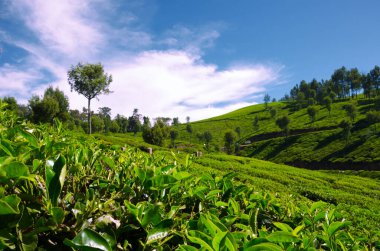 Munnar 'da çay tarlası, Kerala, Hindistan. Munnar 'ın güzel manzarası. Arkasında beyaz bulutlar var..