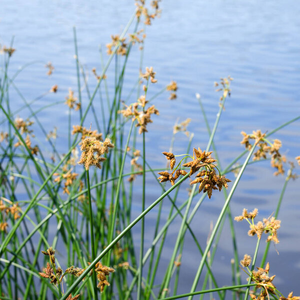 Flowering lake reed Scirpus lacustris against the background of the river. Schenoplectus, sedge family close-up, macro.