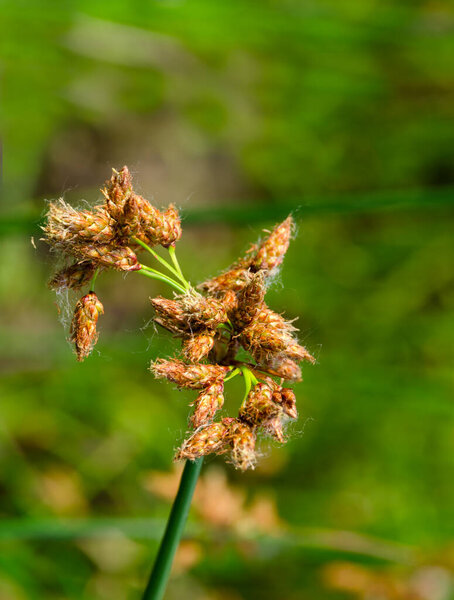 Flowering lake reed Scirpus lacustris on the river bank. Schenoplectus, sedge family close-up, macro.