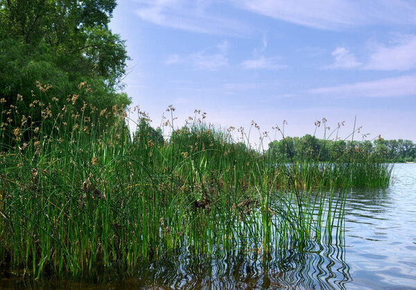 Flowering lake reed Scirpus lacustris on the river bank. Beautiful landscape on the banks of the Dnieper. Ukraine, Kyiv, Obolonsky district.