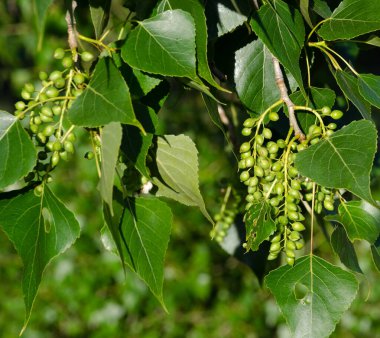 Ağaçların arka planında çiçek açmadan önce kavak tüyü. Kavak çiçeği mevsimi. Alerji sezonu.