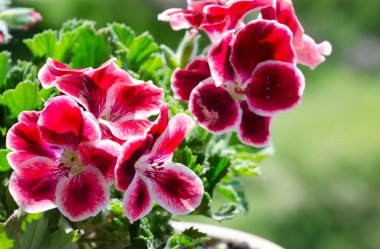 Güzel Pelargonium çiçeği. Güneş ışığında çiçek açan bir sardunya. Güzel resim.