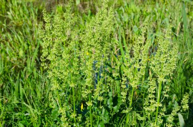 Kuş çiçekleri. Polygonaceae pernnial bitkileri. Çiçek açma mevsimi Nisan 'dan Temmuz' a kadar. Vahşi bir sebzedir ve tıbbi amaçlar için kullanılabilir..