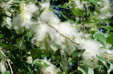 Büyük bir şehirde kavak tüyü çiçek açar. Kavak çiçeği mevsimi. Alerji sezonu.