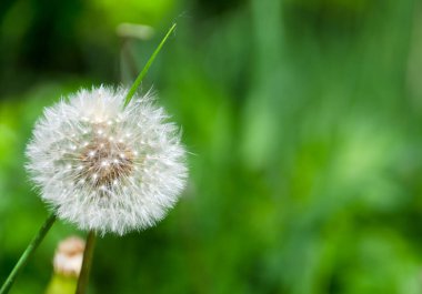 Güzel karahindiba. Yeşil çimenlikteki beyaz karahindiba çiçekleri. Yüksek kalite fotoğraf. Makro.