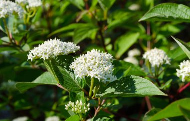 Bahçede çiçek açan mürver ağacı. Güneş ışığında beyaz mürver çiçekleri.
